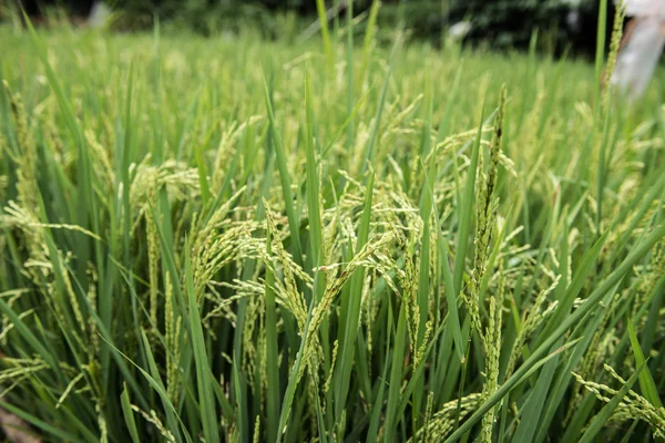 Lush Green Paddy Field — Stock Photo, Image