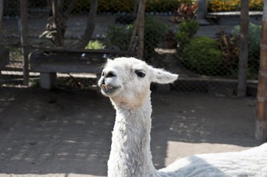 Llamas bir park