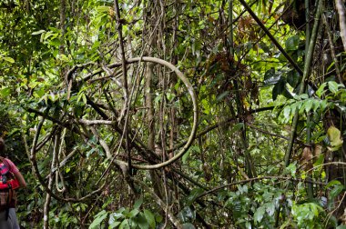 Tambopata Eyaleti ormanı