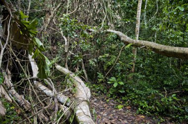 Tambopata Eyaleti ormanı