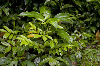 Tambopata Eyaleti ormanı