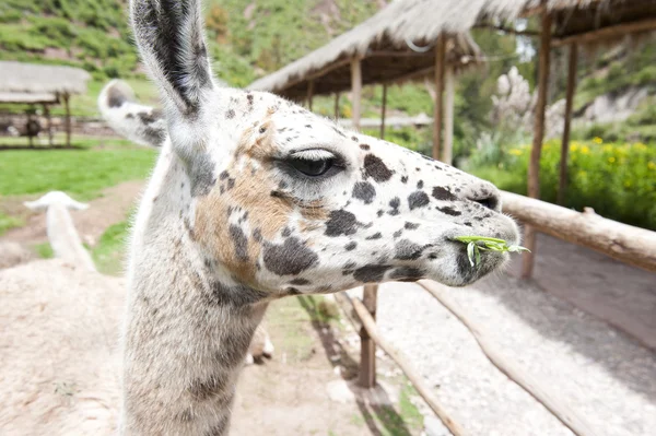 Fazenda llama — Fotografia de Stock