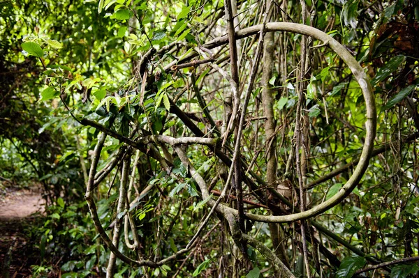 Wald in der Provinz Tambopata — Stockfoto