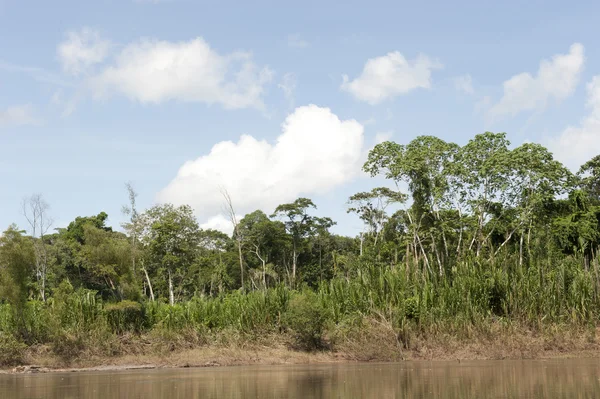 RÍO AMAZONO — Foto de Stock