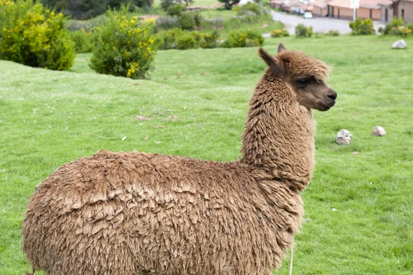 View of an alpaca — Stock Photo, Image
