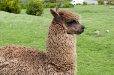 Bir alpaka bir görünümü üzerinde yeşil bir alana
