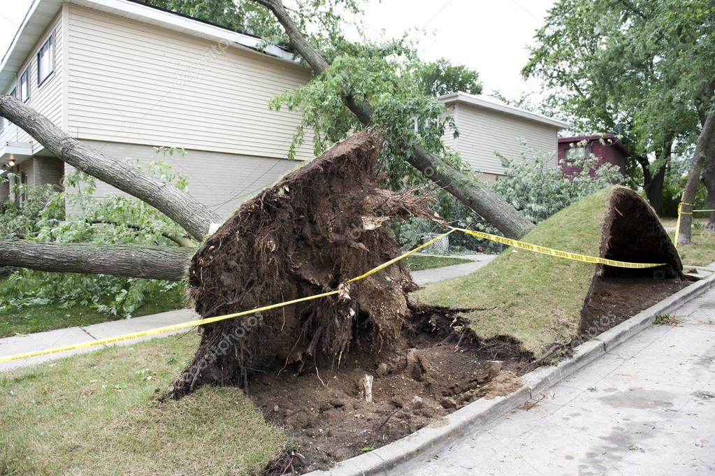 A large tree fell over onto a home