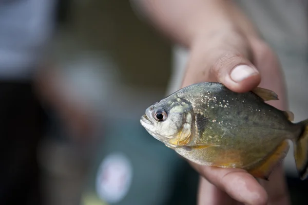 Περού κίτρινο piranha — Φωτογραφία Αρχείου