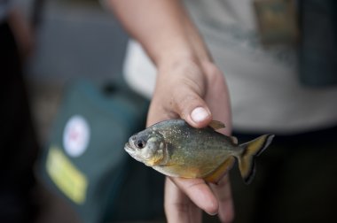 Peruvian Yellow Piranha clipart