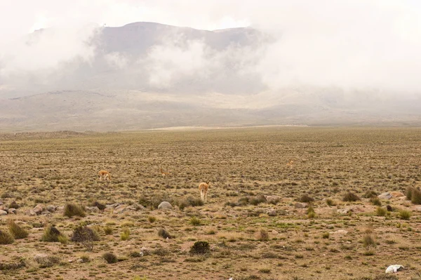 Peruaanse rijbaan — Stockfoto