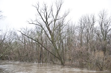 Yapraksız ağaçlar su
