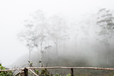 Western Ghat tepelerde gelişemez