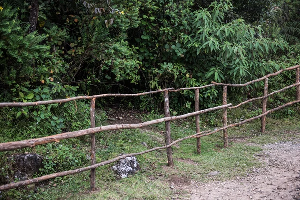 Büsche im Nationalpark Eravikulam — Stockfoto