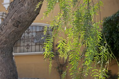 Ağaç yaprakları açık havada