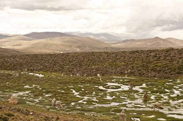 Lamas et alpagas dans un champ — Photo