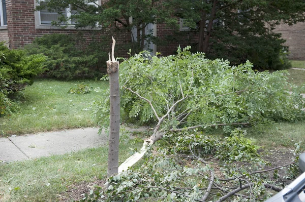 Broken Tree Outdoors — Stock Photo, Image