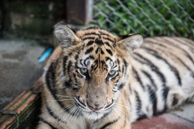 Onun kafes içinde dinlenme tiger
