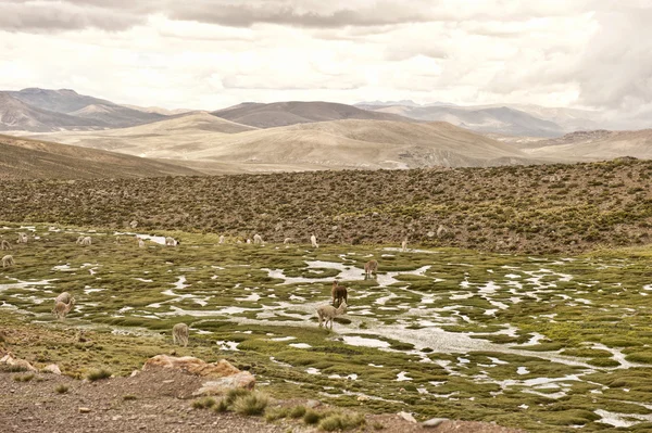 Lama et Alpaga dans un champ — Photo