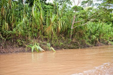Amazon Nehri açık havada