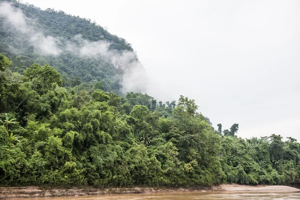 Lesy na Phou Si — Stock fotografie