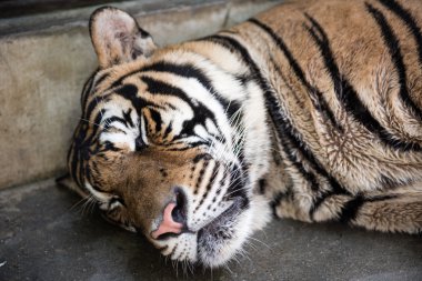 Tiger In Its Sleep