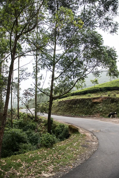 Road to Rajamala Hills — Stockfoto