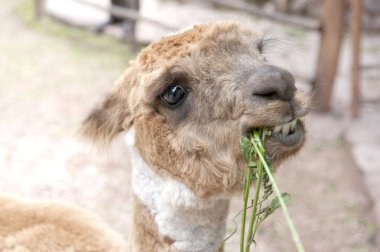 Lama çiftlik açık havada
