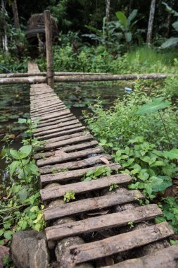 Narrow Footbridge in Forest
