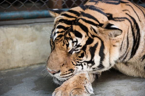 Tiger in Joyous Mood — Stock fotografie