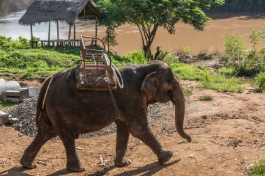 Elephant On Nam Khan River Banks