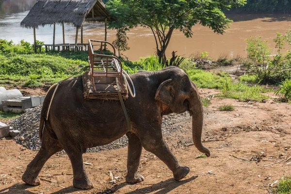Elefant am Ufer des Nam Khan — Stockfoto