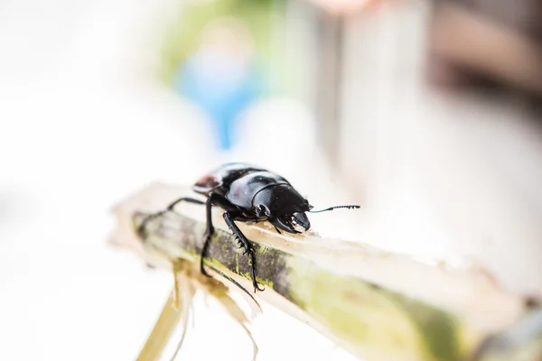 Closeup of an Insect — Stock Photo, Image