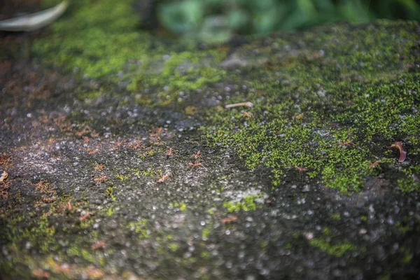 Mosses on Wet Wall