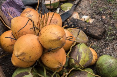 Yerde yatan hindistancevizi