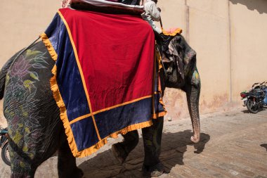 Amer Fort fil gezisi