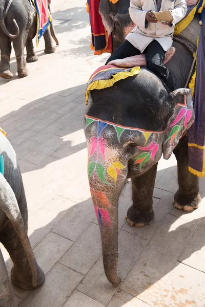 Elefant soll Touristen mitnehmen — Stockfoto