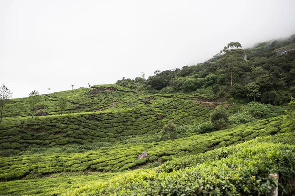 Greeen Hills en el Parque Nacional — Foto de Stock