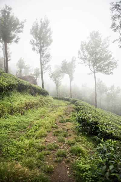 Parque Nacional Mathikettan Shola en Kochi —  Fotos de Stock