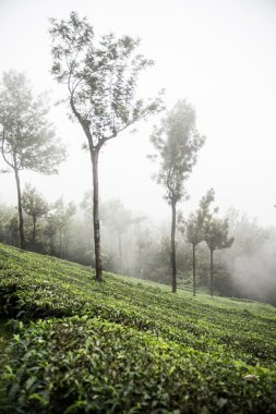 Mathikettan Shola Milli Park peyzaj