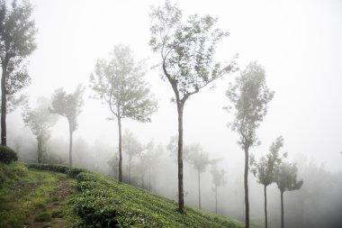 Ağaçlar Mathikettan Milli Parkı'nda