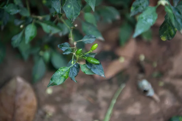 Green Chilli Plant — Stock Photo, Image