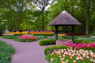 Keukenhof Holland - Mai 2014: İyi yakınındaki renkli pembe, kırmızı ve Sarı Lale