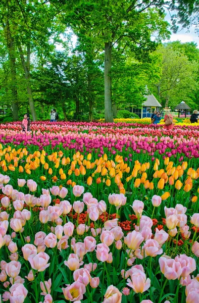 KEUKENHOF HOLLAND - MAI 2014: tulipas coloridas rosa, vermelha e amarela — Fotografia de Stock