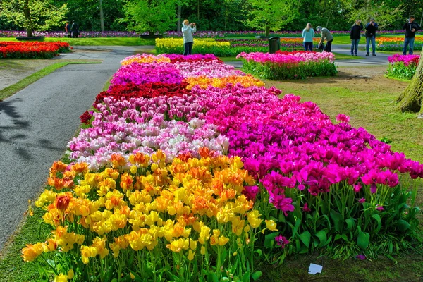 KEUKENHOF HOLLAND - MAI 2014: tulipas coloridas rosa, vermelha e amarela — Fotografia de Stock