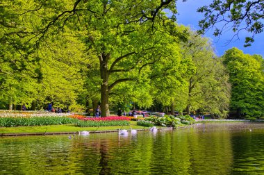 Keukenhof park, Lisse, Hollanda güzel beyaz Kuğu Gölü