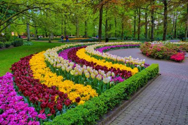 Sokak arasında renkli lale, Keukenhof Park, Hollanda'da Lisse