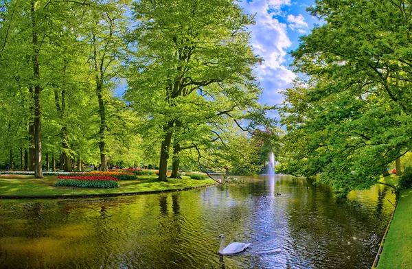 Sjön med vackra vita svanar i Keukenhof parken, Lisse, Nederländerna — Stockfoto