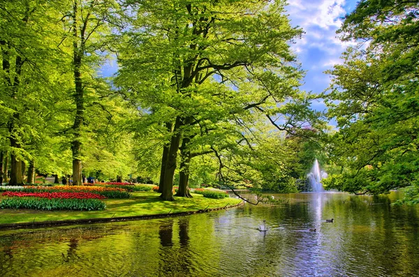 Lago con hermosos cisnes blancos en el parque Keukenhof, Lisse, Holanda — Foto de Stock