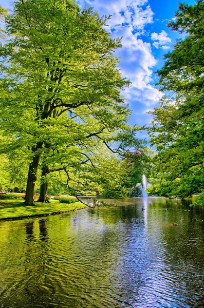 Lago com belos cisnes brancos no parque Keukenhof, Lisse, Holanda — Fotografia de Stock