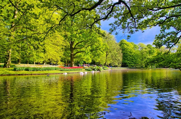 キューケンホフ公園、リッセ, オランダの美しい白鳥の湖 — ストック写真